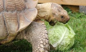 Can Sulcata Tortoises Eat Cabbage