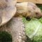 Can Sulcata Tortoises Eat Cabbage