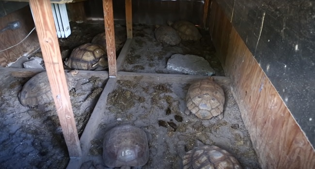 sulcata tortoise shed