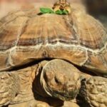 How Fast Do Sulcata Tortoises Grow
