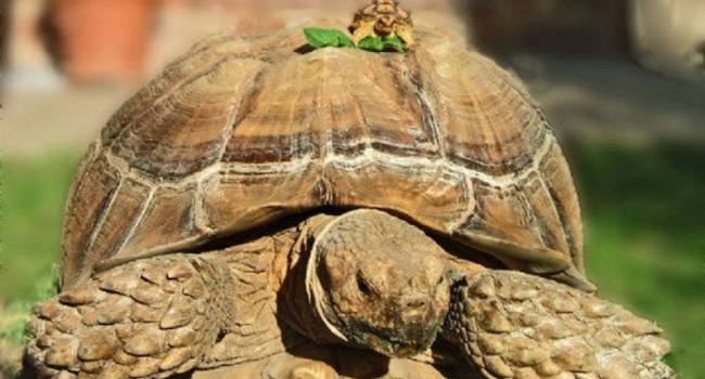 How Fast Do Sulcata Tortoises Grow