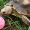 Does My Sulcata Need a Toy