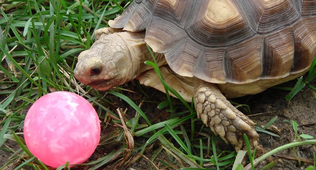 Does My Sulcata Need a Toy