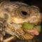 Can Sulcata Tortoises Eat Celery