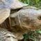 Can My Sulcata Tortoises Hear Me?