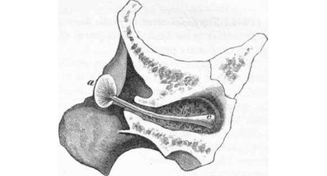 tortoise ear canal