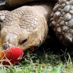 Can Sulcata Tortoises Eat Fruit