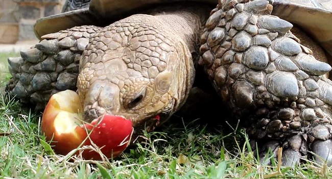 Can Sulcata Tortoises Eat Fruit