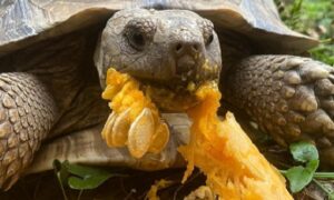 Is Pumpkin a De-wormer for Tortoises