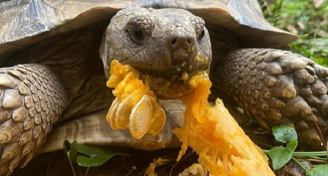 Is Pumpkin a De-wormer for Tortoises
