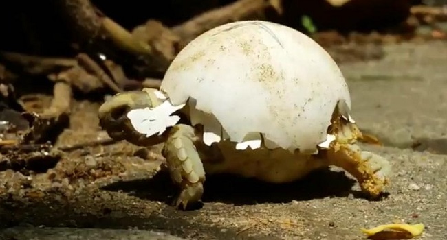 sulcata tortoise eggs