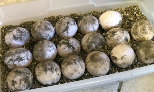 Incubator for Sulcata Tortoise Eggs