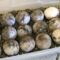 Incubator for Sulcata Tortoise Eggs
