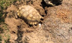 What are the Requirements for Incubating Sulcata Tortoise Eggs