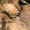 What are the Requirements for Incubating Sulcata Tortoise Eggs