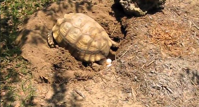 sulcata tortoise laying eggs