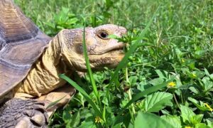 Poisonous Plants to Tortoises