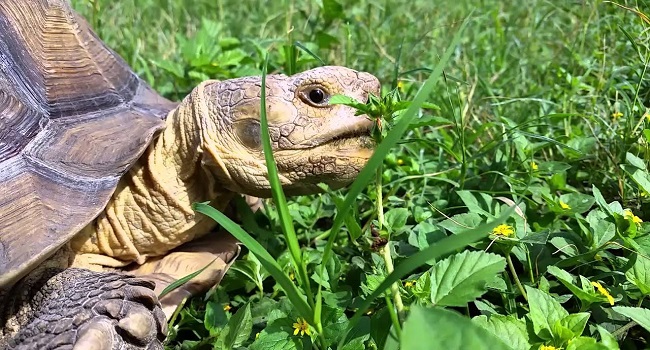 Poisonous Plants to Tortoises