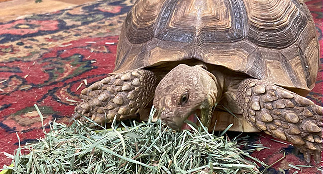 housing tortoise inside