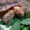 Can a Sulcata Eat Meat?