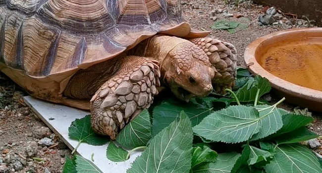 Can a Sulcata Eat Meat?
