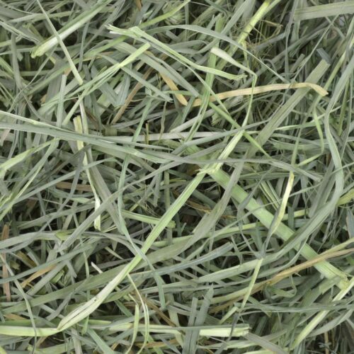 orchard grass hay