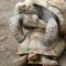 What are Common Mating Behaviors of Sulcata Tortoises