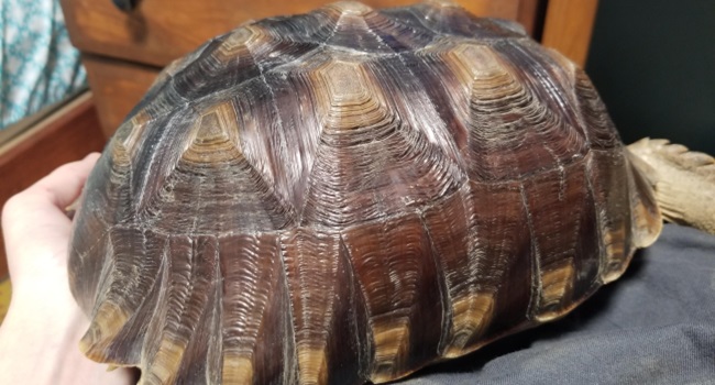 dark sulcata tortoise