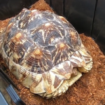 Can Sulcatas Interbreed with Other Tortoise Species?