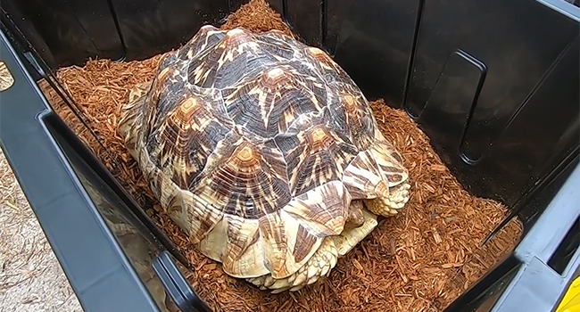 Can Sulcatas Interbreed with Other Tortoise Species?