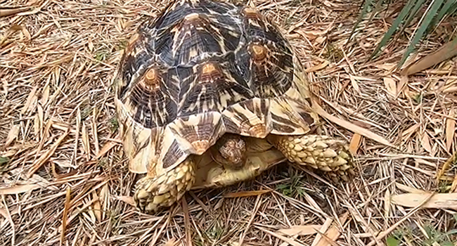 sulcata leopard tortoise hybrid